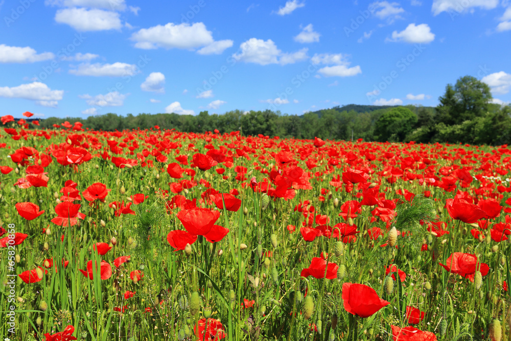 Spring Meadow fully of red Weed - obrazy, fototapety, plakaty 