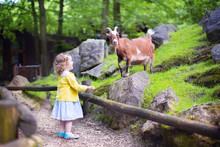 Little Girl Feeding A Goat