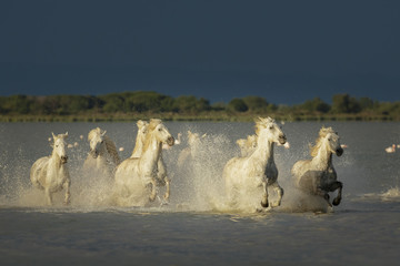 Fotoroleta woda koń morze