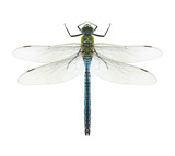 Fototapeta Motyle - Dragonfly Anax imperator (male) Blue Emperor
