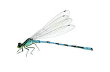 Fototapeta Motyle - Dragonfly Coenagrion hastulatum (male)
