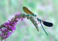 Calopteryx Splendens (pair)