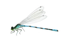 Dragonfly Coenagrion Hastulatum (male)