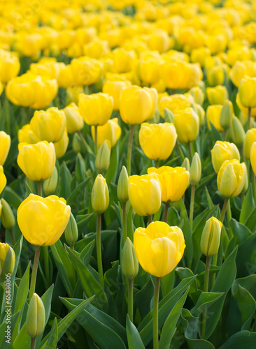 Naklejka samoprzylepna Żółte tulipany