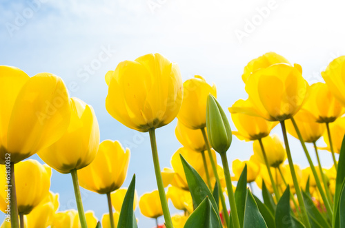 Naklejka samoprzylepna Żółte tulipany