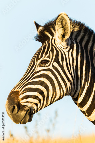 Board z aluminiowym obramowaniem Zbliżenie zebra głowa portret przyrody