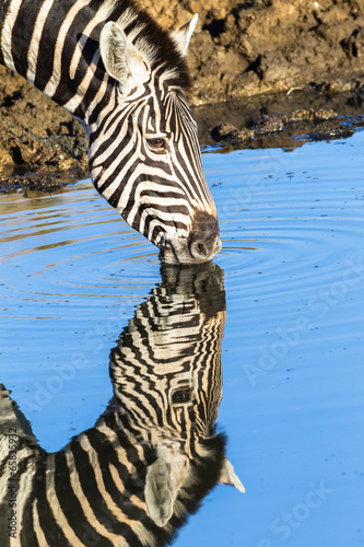 Board z aluminiowym obramowaniem Zebra lustro wody odbicia przyrody