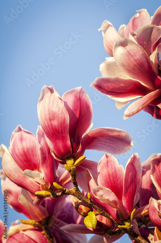 Board z aluminiowym obramowaniem Magnolia