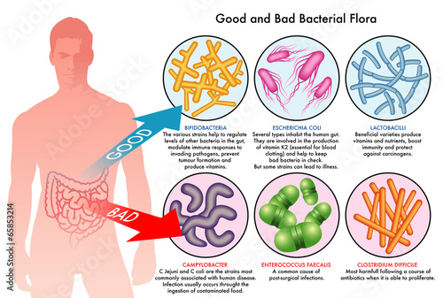 Fotografia buona e cattiva flora batterica intestinale