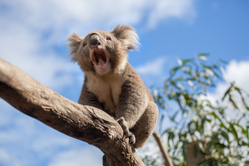 koala sitting and yawning on a branch.