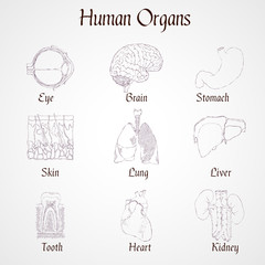 Wall Mural - Human organs icons