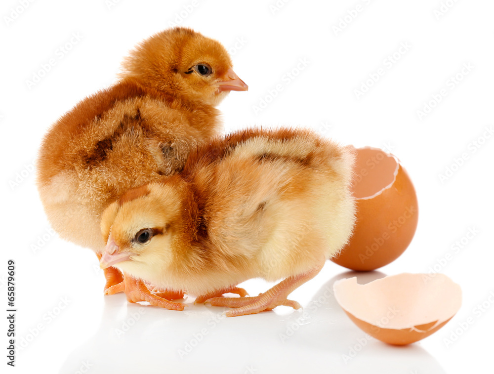 Little cute chickens isolated on white