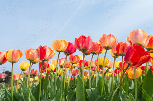 Naklejka samoprzylepna Kolorowe tulipany