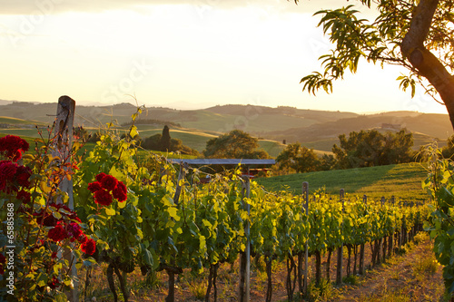 Obraz w ramie Tuscany vineyards in fall