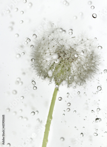 Obraz w ramie Droplets dandelion.