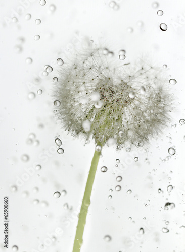 Naklejka dekoracyjna Droplets dandelion.