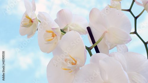 Board z aluminiowym obramowaniem Białe orchidee
