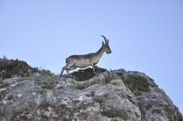 Cabra Montés 2