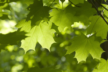 green maple leaves