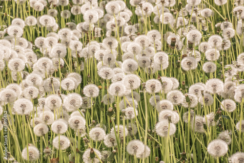 Obraz w ramie Many fluffy dandelions