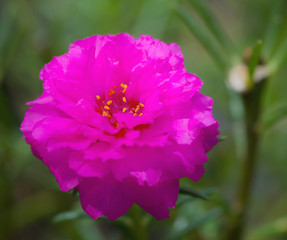 Wall Mural - portulaca flowers at the garden.