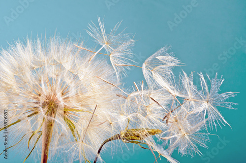 Naklejka dekoracyjna Dandelion clock :)