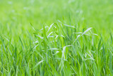 Fototapeta Na ścianę - Meadow of fresh green grass