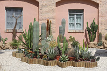 Golden Barrel Cactus And Agava At Tropical Garden