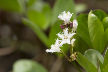 Wall Mural - Blooming Bogbean, Menyanthes trifoliata