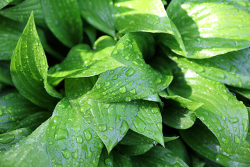 Poster - Green leaf background