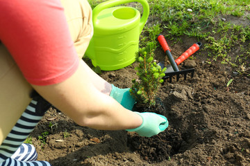 Wall Mural - Gardener planting tree in spring