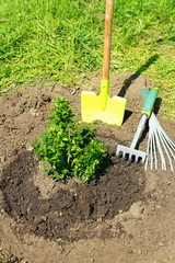 Wall Mural - Gardener planting tree in spring