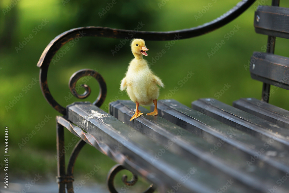 Little cute duckling on bench in the park
