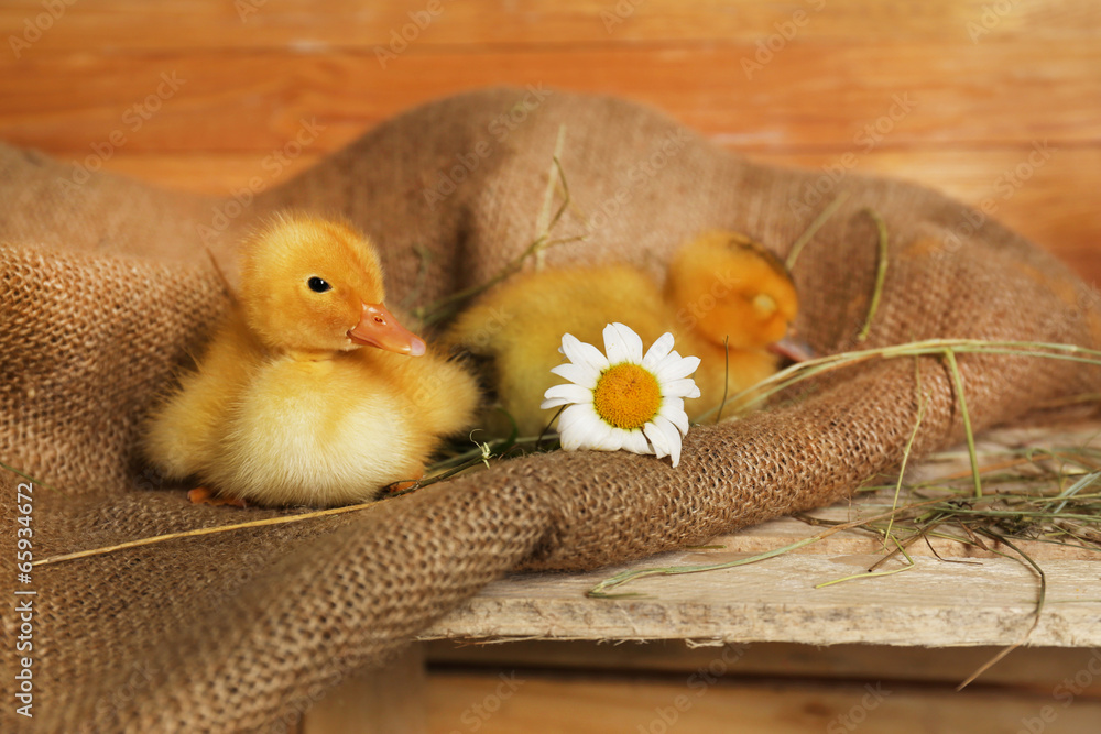 Little cute ducklings in barn