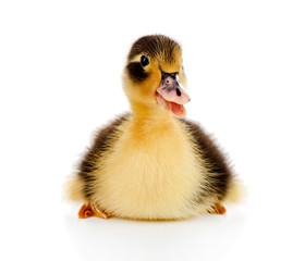 Little cute duckling isolated on white