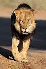 Wall Mural - walking male african lion, kalahari desert
