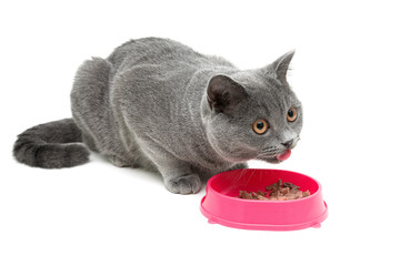 Wall Mural - cat (breed Scottish Straight) eating food from a bowl on a white