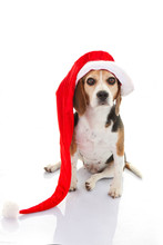 Pet Dog Christmas Holiday Gift Or Present
