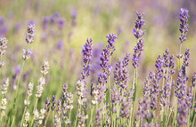 Purple Lavender Flowers At Soft Background