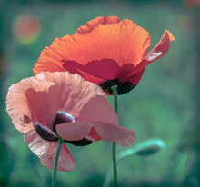 Two Poppy Flower Closeup