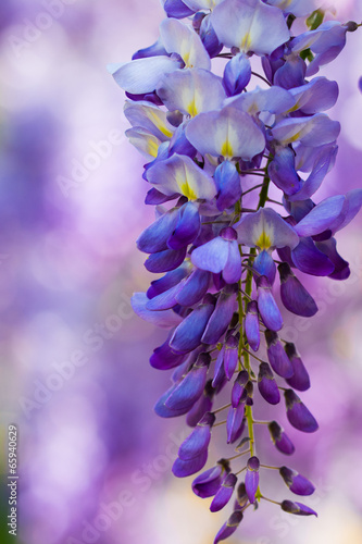 Naklejka samoprzylepna Wisteria wiosny