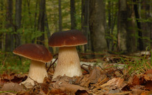 Penny Bun Fungus (Boletus Edulis) Growing In The Forest.