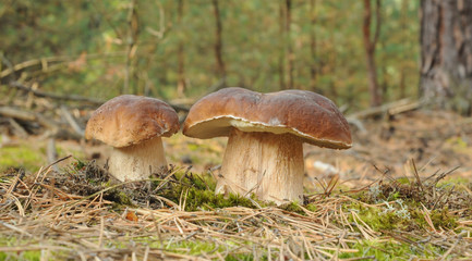 Penny bun fungus (Boletus edulis) growing in the forest.