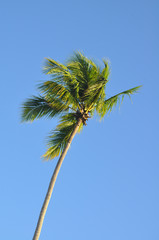 tropical palm tree against blue sky