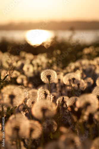Board z aluminiowym obramowaniem Pole dandelions o zachodzie słońca z naturalnego tła