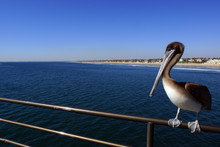Pelican At Huntington Pier