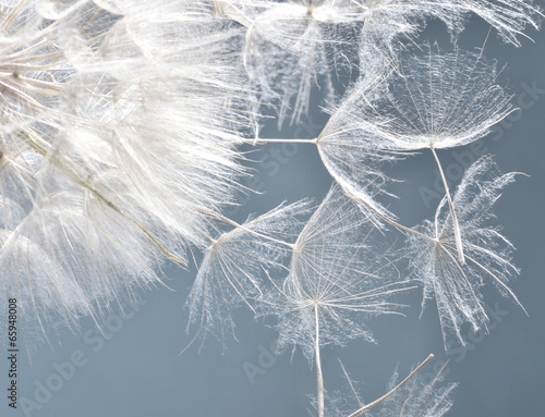 Obraz w ramie Dandelion clock: wishes and dreams :)