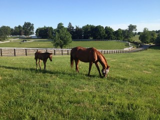 Wall Mural - Horse with her foal 