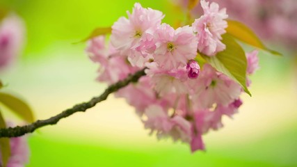 Canvas Print - flowering trees