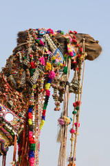 Wall Mural - Camel at the Pushkar Fair in Rajasthan, India